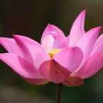 Open Pink Lotus | Root of the Lotus