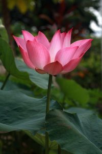 Photo: pink lotus | Root of the Lotus